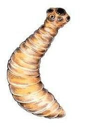 echinokok