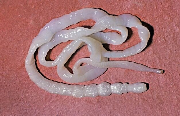 jak wygląda tasiemiec byczy