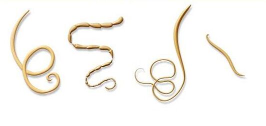 najczęstsze rodzaje pasożytów